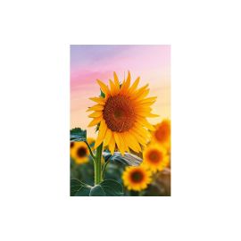 ABC Glückwunschkarte Sonneblume 12.5 x 17.6 cm - FRI-GX47-000BQY